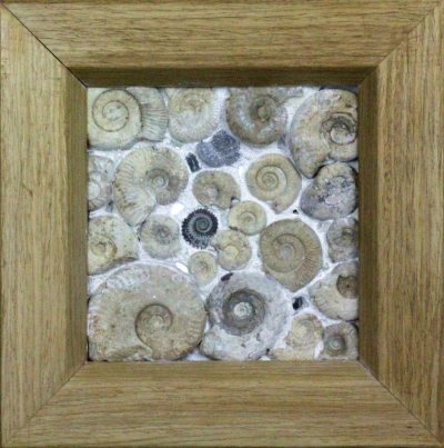 Ammonites