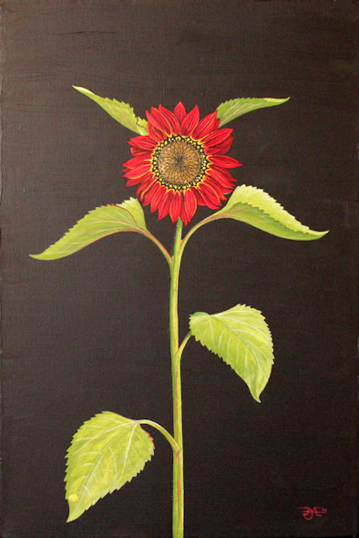 Red Sunflower - Variation