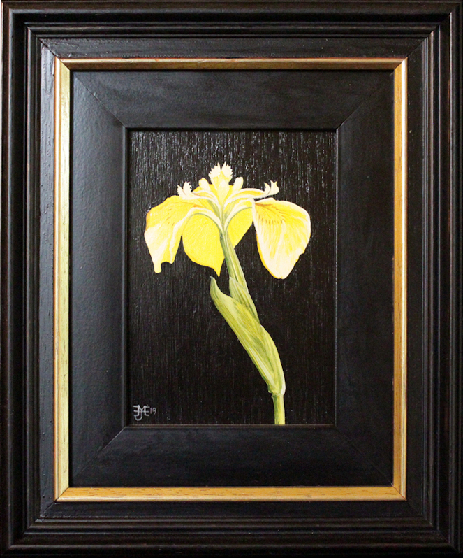 Yellow Flag Iris